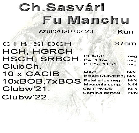 Schnauzer - Törpe Schnauzer kanok Int.Ch.Sasvári Fu Manchu 0
