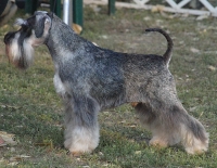 Schnauzer - HCH.Dog-Otho's Pisco (Arg.imp) - 3