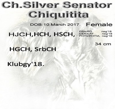 Schnauzer - Mini Schnauzer females Ch.Silver Senator Chiquitita 0