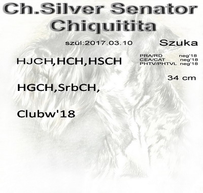 Schnauzer - Törpe Schnauzer Szukák Ch.Silver Senator Chiquitita 0