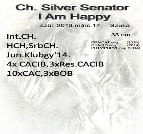 Schnauzer - Törpe Schnauzer Szukák Int.Ch.Silver Senator I Am Happy 0