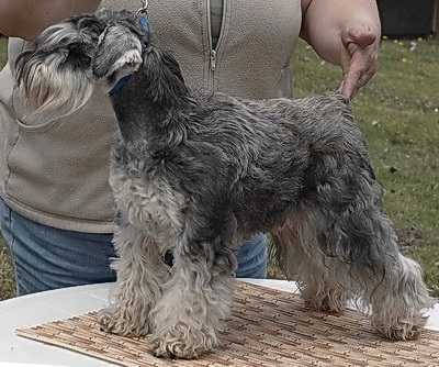 Schnauzer - Ch.Silver Senator An Chant - 3