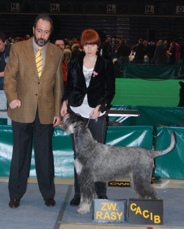 Schnauzer - Int.Ch.PL.CH.Silver Senator Dirke - 8