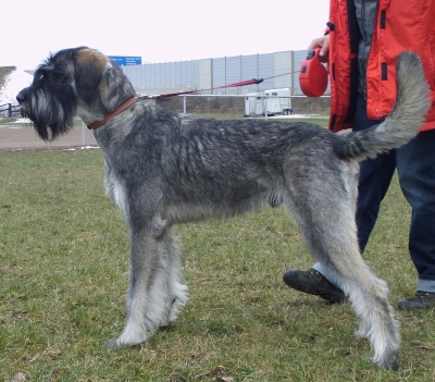 Schnauzer - Silver Senator Geronimo - 1