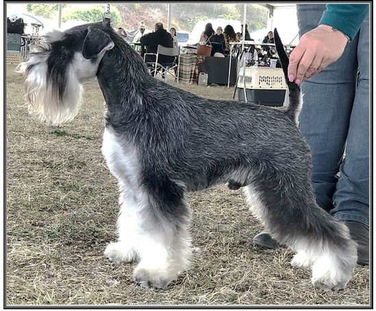 Schnauzer - Int.CH.Silver Senator Jar Jar Binks - 6