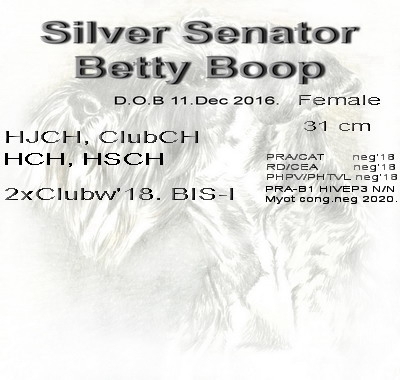 Schnauzer - Mini Schnauzer females Ch.Silver Senator Betty Boop 0
