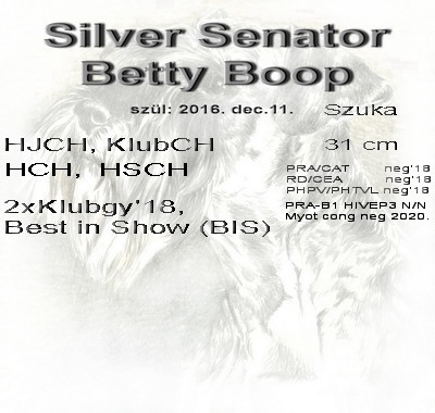 Schnauzer - Törpe Schnauzer Szukák Ch.Silver Senator Betty Boop 0