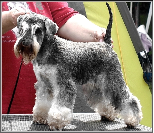 Schnauzer - Int.Ch.Silver Senator I Am Happy - 1