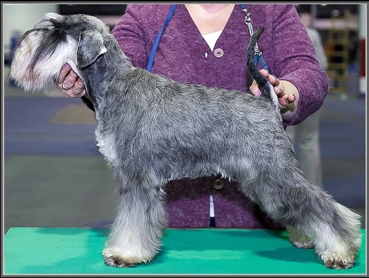 Schnauzer - Silver Senator All Right Baby - 8