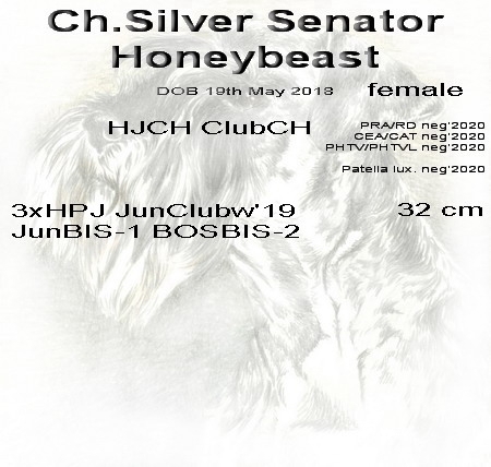 Schnauzer - Mini Schnauzer females Ch.Silver Senator Honeybeast 0