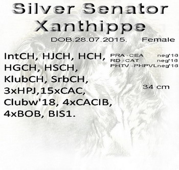 Schnauzer - Mini Schnauzer females IntCH. Silver Senator Xanthippe 0