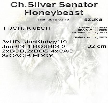 Schnauzer - Törpe Schnauzer Szukák Ch.Silver Senator Honeybeast 0