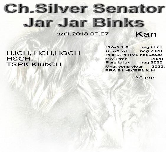 Schnauzer - Törpe Schnauzer kanok CH.Silver Senator Jar Jar Binks 0
