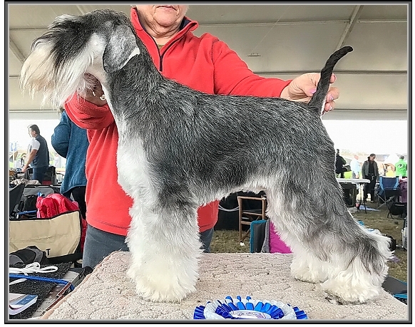 Schnauzer - Ch.Silver Senator Honeybeast - 12