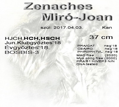 Schnauzer - Törpe Schnauzer kanok HCH.Zenaches Miró-Joan (Esp imp) 0