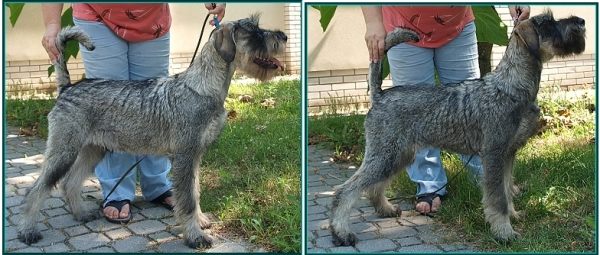 Schnauzer - Puppies for sale 2014 K  0