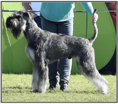 Schnauzer - New dog on the site