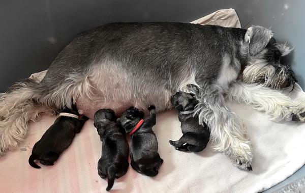 Schnauzer - Puppies for sale 2026.V. 0