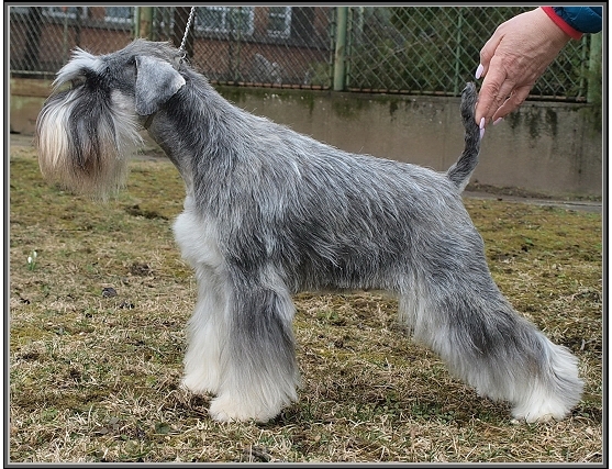 Schnauzer - IntCH. Silver Senator Xanthippe - 6