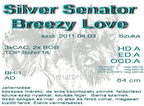Schnauzer - Archívum Silver Senator Breezy Love 0