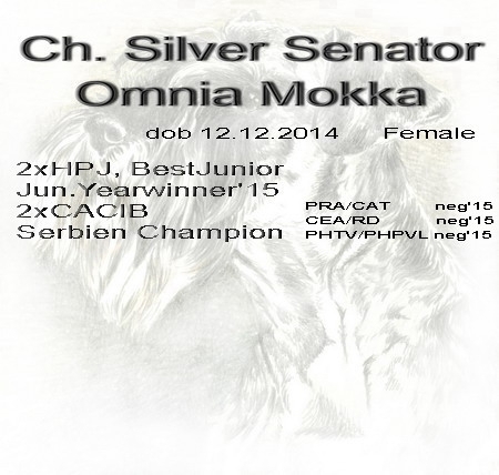 Schnauzer - Mini Schnauzer females Ch. Silver Senator Omnia Mokka 0