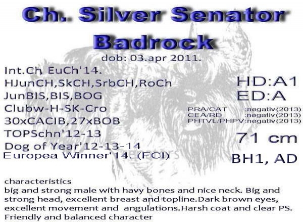 Schnauzer - Giant Schnauzer Males Int.CH. Silver Senator Badrock 0
