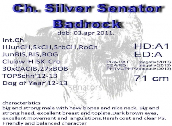 Schnauzer - Archívum Int.CH. Silver Senator Badrock 0