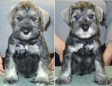 Schnauzer - Trpe schnauzer alom!