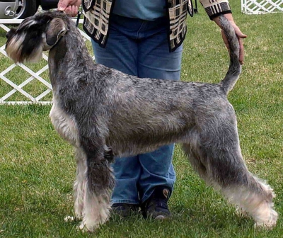 Schnauzer - IntCH.WCh.Siver Senator Rhea - 6