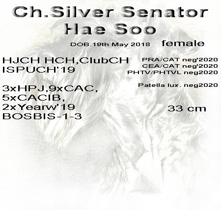 Schnauzer - Mini Schnauzer females IntCh. Silver Senator Hae Soo 0