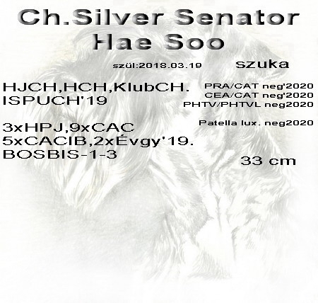 Schnauzer - Törpe Schnauzer Szukák IntCh. Silver Senator Hae Soo 0
