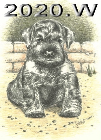 Schnauzer - 2020.W - 20