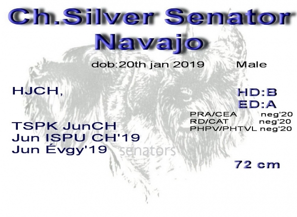 Schnauzer - Giant Schnauzer Males HJCH Silver Senator Navajo 0