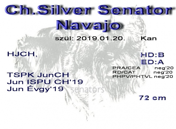 Schnauzer - Óriás Schnauzer Kanok IntCh. Silver Senator Navajo 0