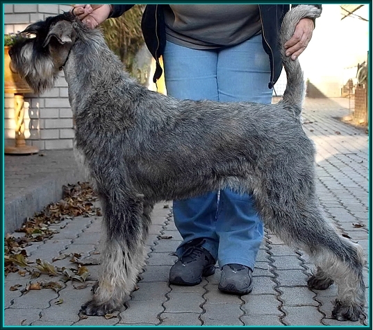 Schnauzer - Silver Senator Breezy Love - 10