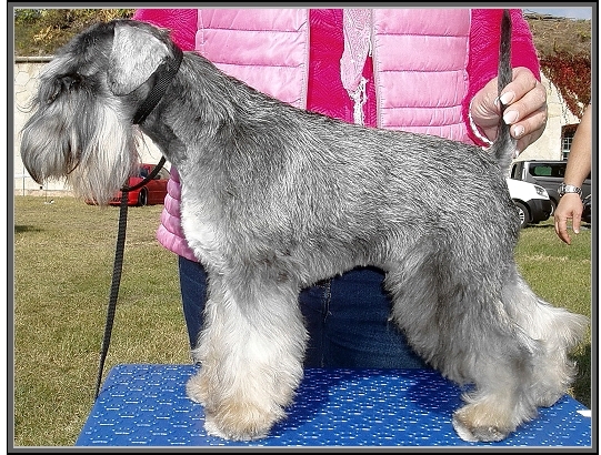 Schnauzer - HCH.Minimaks Morozko ( Rus imp) - 4