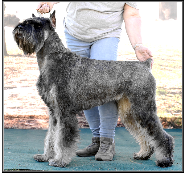 Schnauzer - Int.Ch. Silver Senator Yashanti - 15