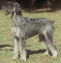 Schnauzer - It.Ch.Silver Senator Wally Haley - 11