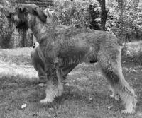 Schnauzer - It.Ch.Silver Senator Woodstok - 10