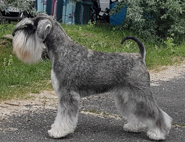 Schnauzer - Int.MultiCh. Silver Senator Thirsa - 5