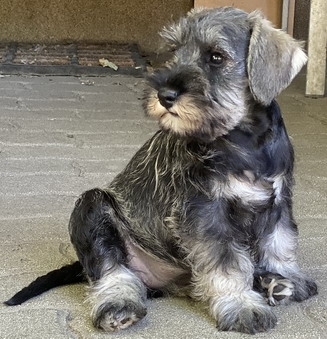 Schnauzer - j kpek a 10  hetes 2020.V alomrl