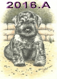 Schnauzer - 2016.A. - 41