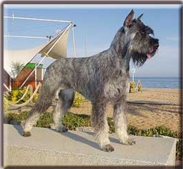 Schnauzer - Int.CH Silver Senator Guinness - 7