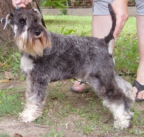 Schnauzer - Jeanne D'Arc Kelador - 2