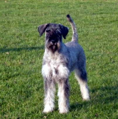 Schnauzer - NL-DtCH. Silver Seantor Victorius Zaira - 5