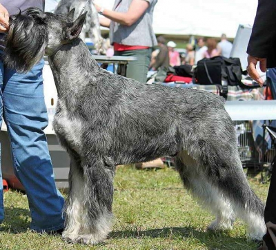 Schnauzer - IntCH.WCh. Silver Senator Ravel - 2