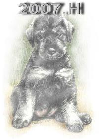 Schnauzer - 2007. H - 72