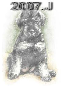 Schnauzer - 2007. J - 70