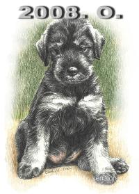 Schnauzer - 2008.O - 69