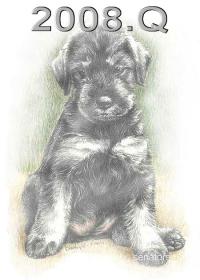 Schnauzer - 2008.Q. - 68
